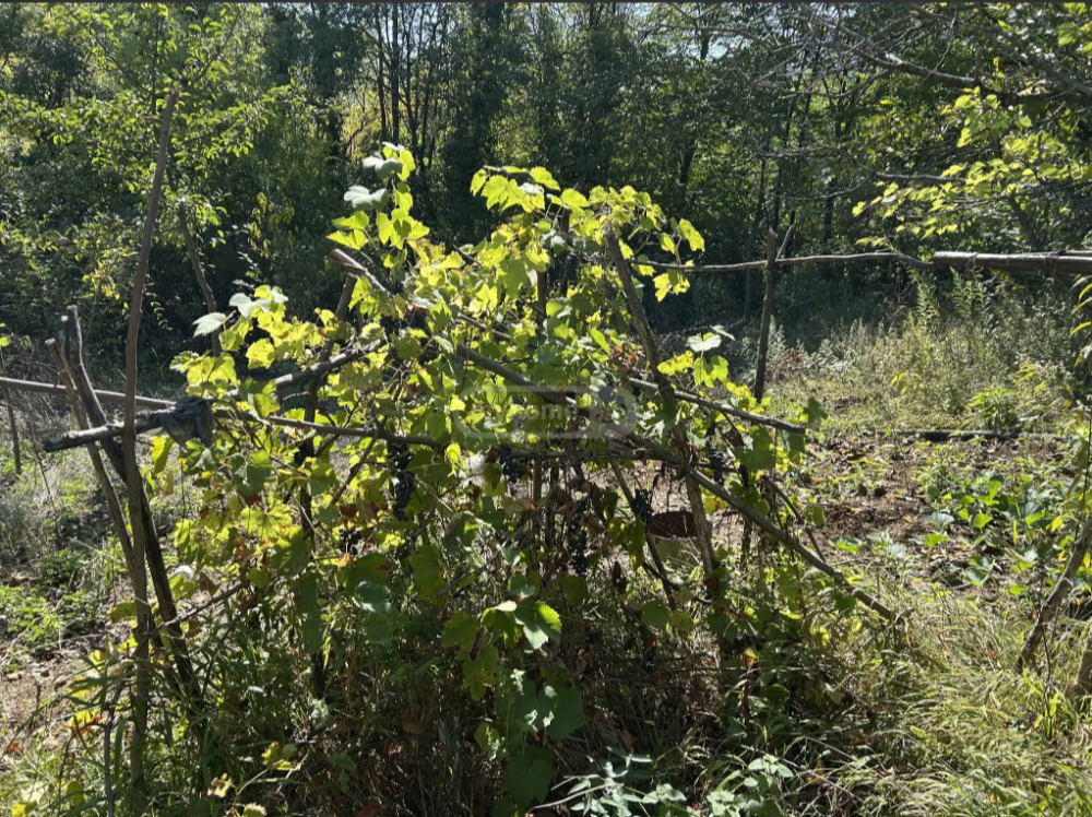 იყიდება სასოფლო-სამეურნეო მიწის ნაკვეთი ცაგერში